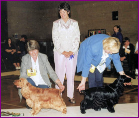 BCC Championship Show 2001