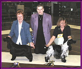 BCC Championship Show 2003