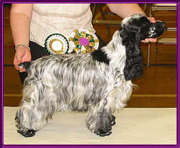 BPIS Championship Show 2003